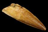 Real Spinosaurus Tooth - Beautiful Preservation #179634-1